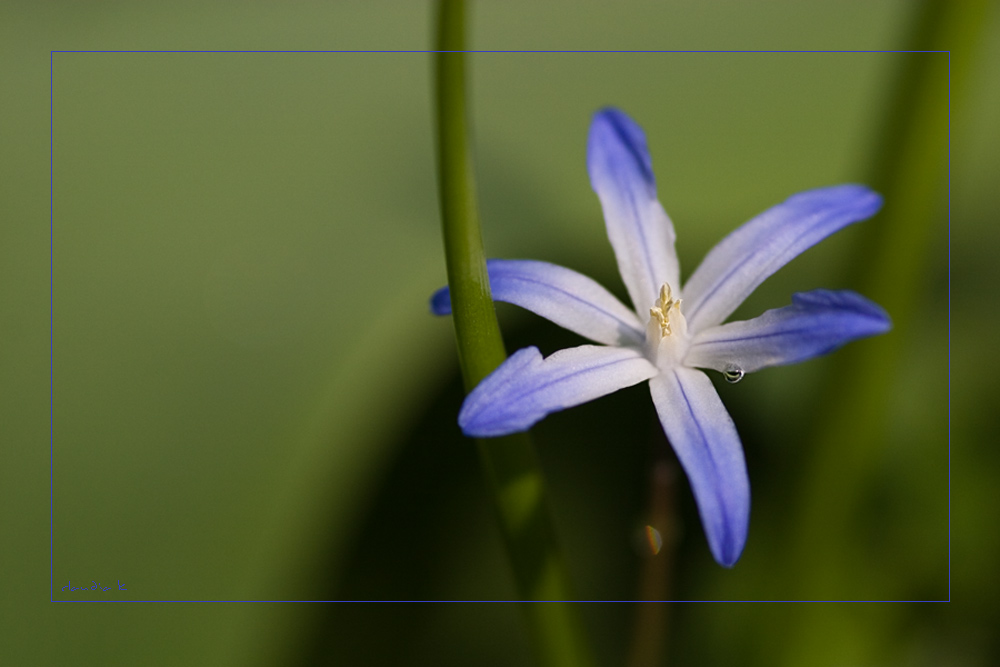 Little Star in blue