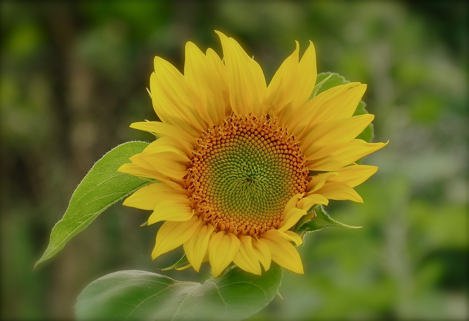 Little sunflower