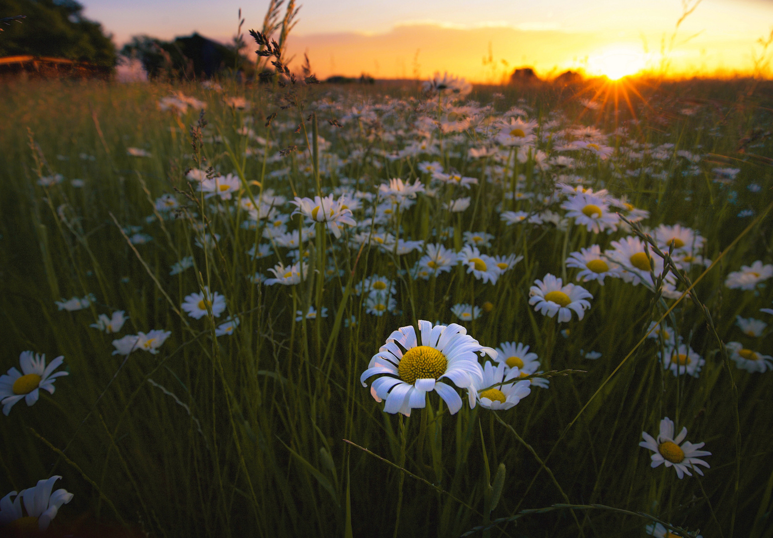 little sunstar 