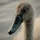 Little Swan............