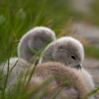 Little swans