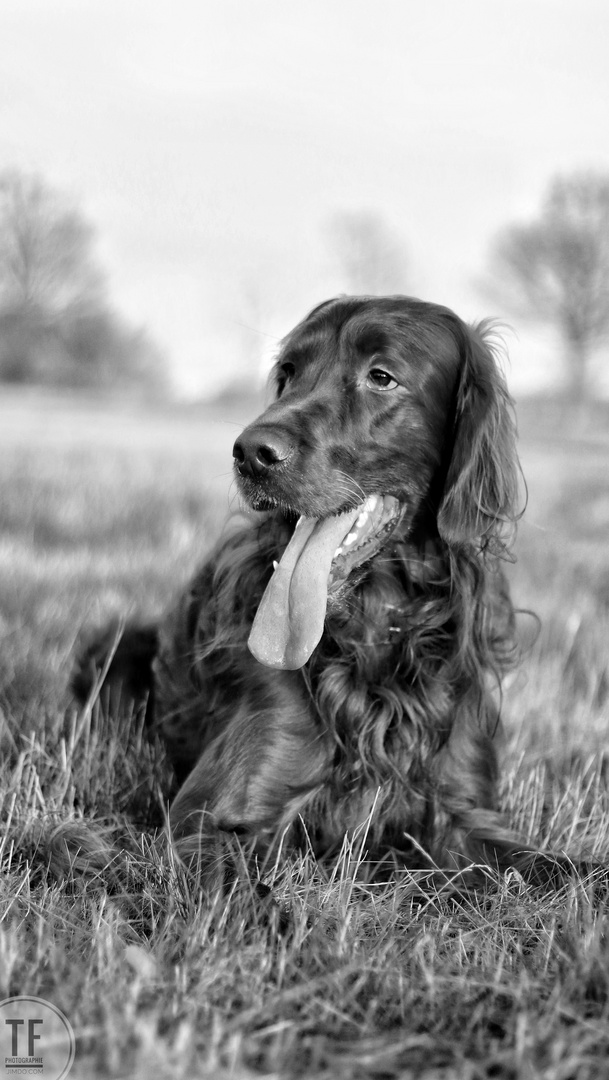 Little Sweet Setter