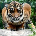 little Tiger I