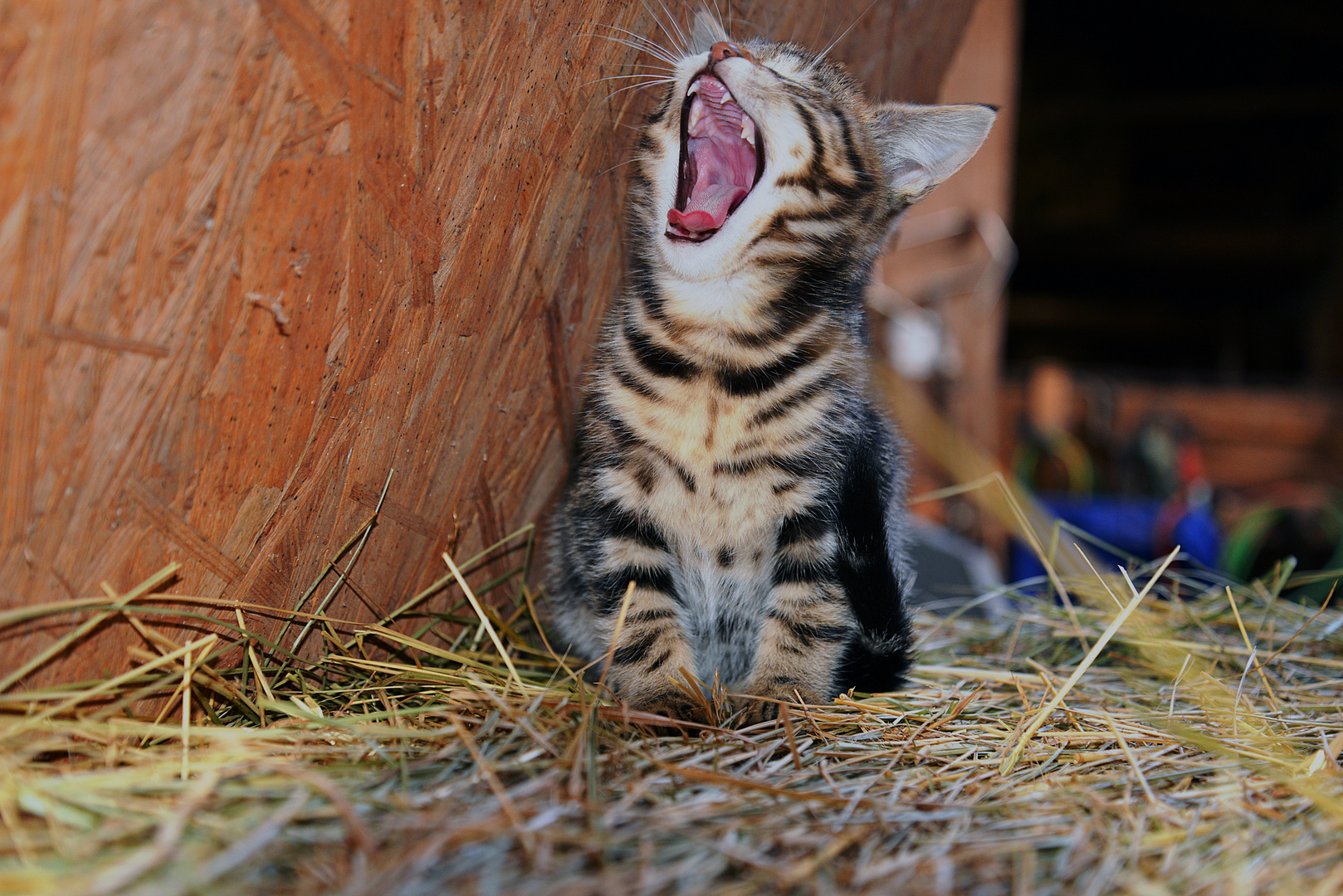 little Tiger sooo klein und schon sooo müde