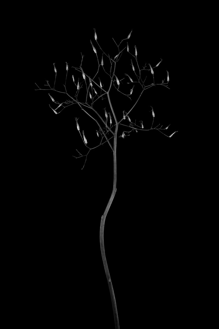 LITTLE TREE Foto & Bild fotos, art, spezial Bilder auf