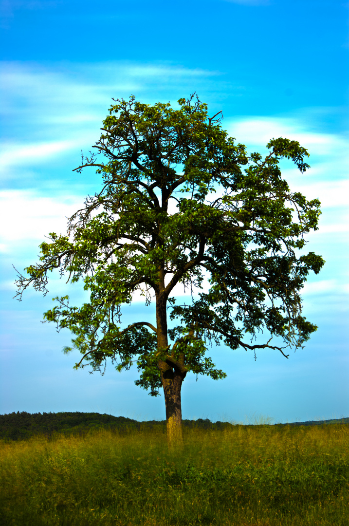 Little Tree At The Field