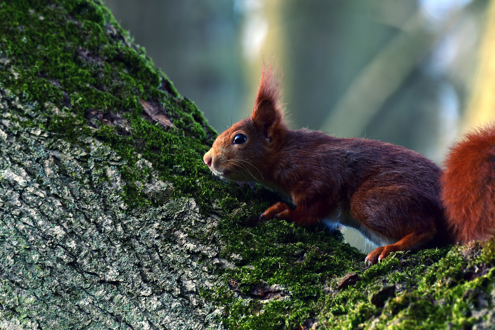 Little Tree Stalker