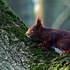 Little Tree Stalker