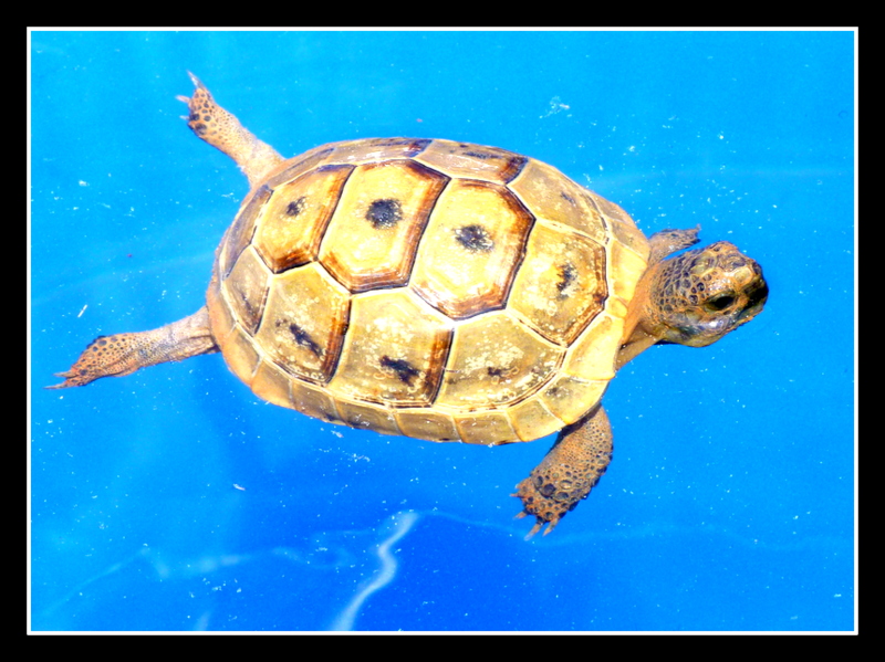 '' little turtle''