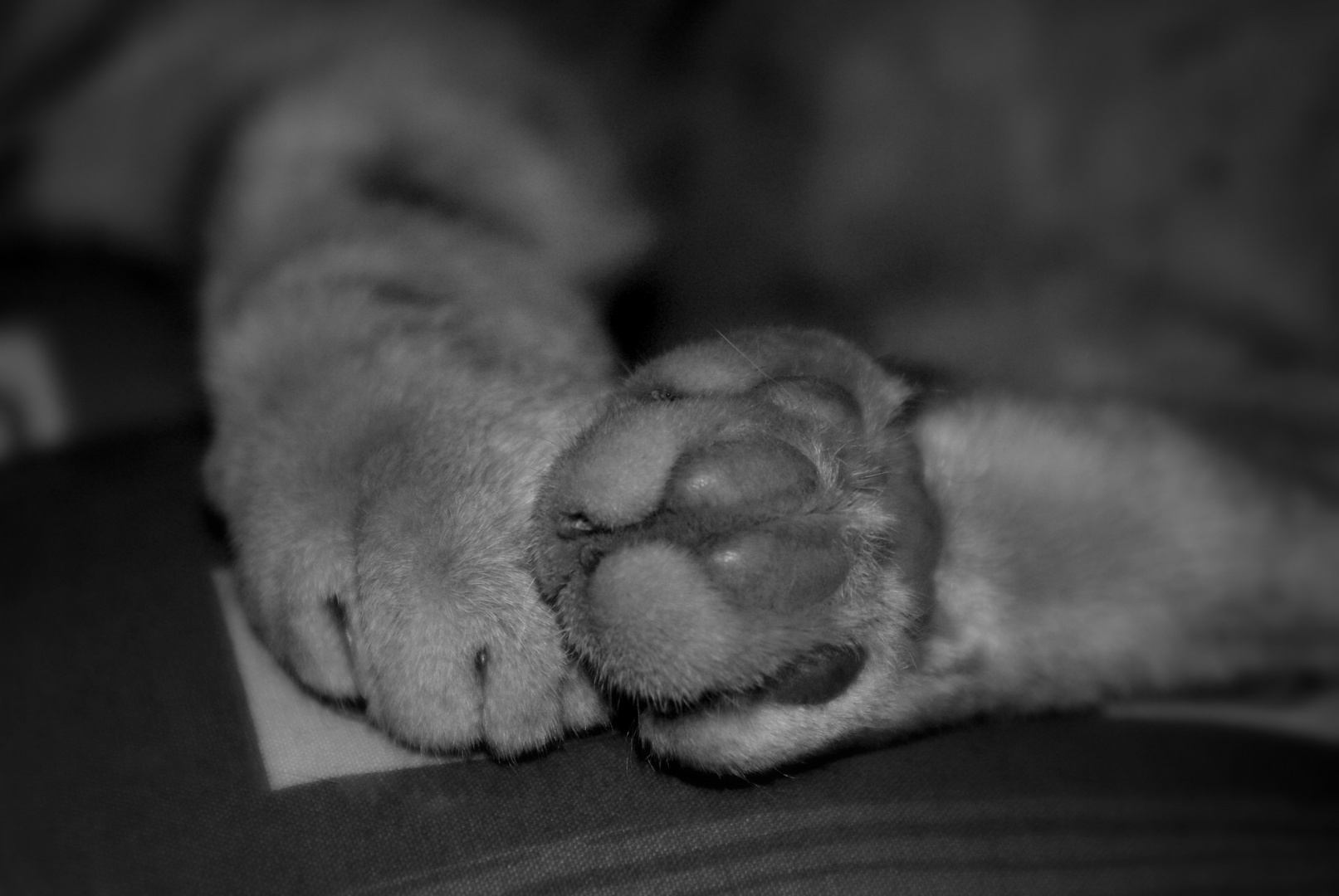 Little velvet paw