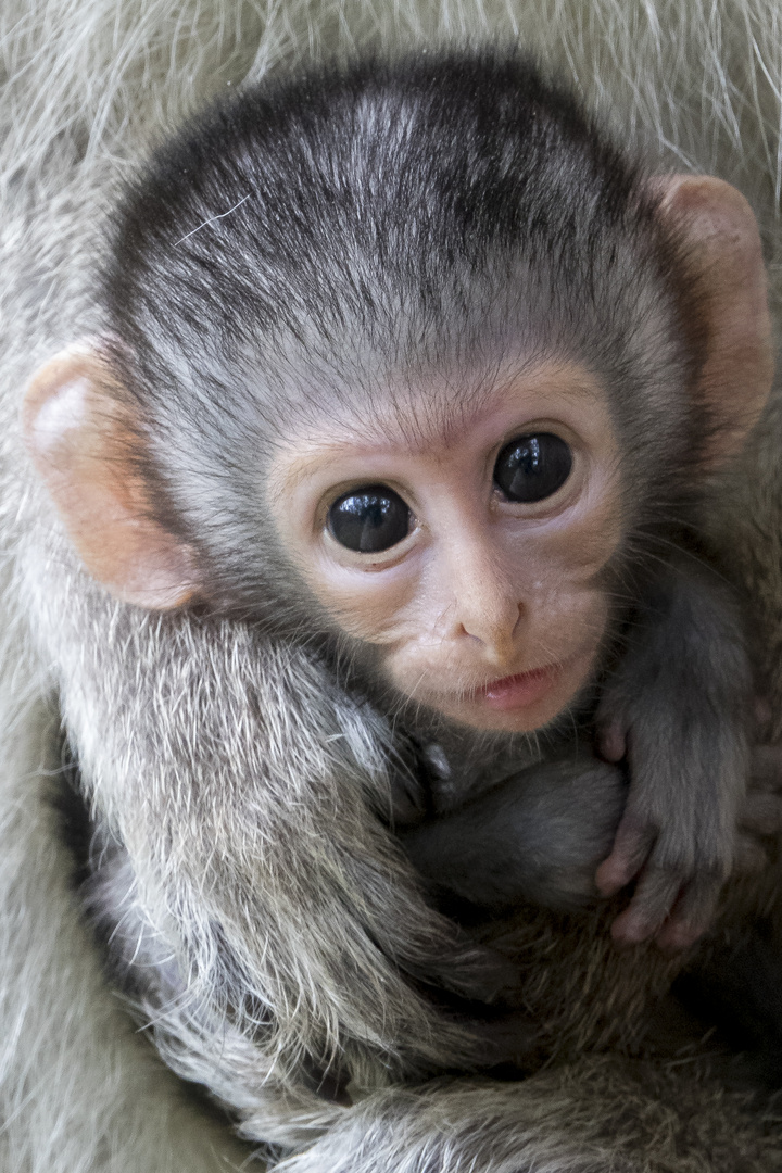 Little Vervet Monkey