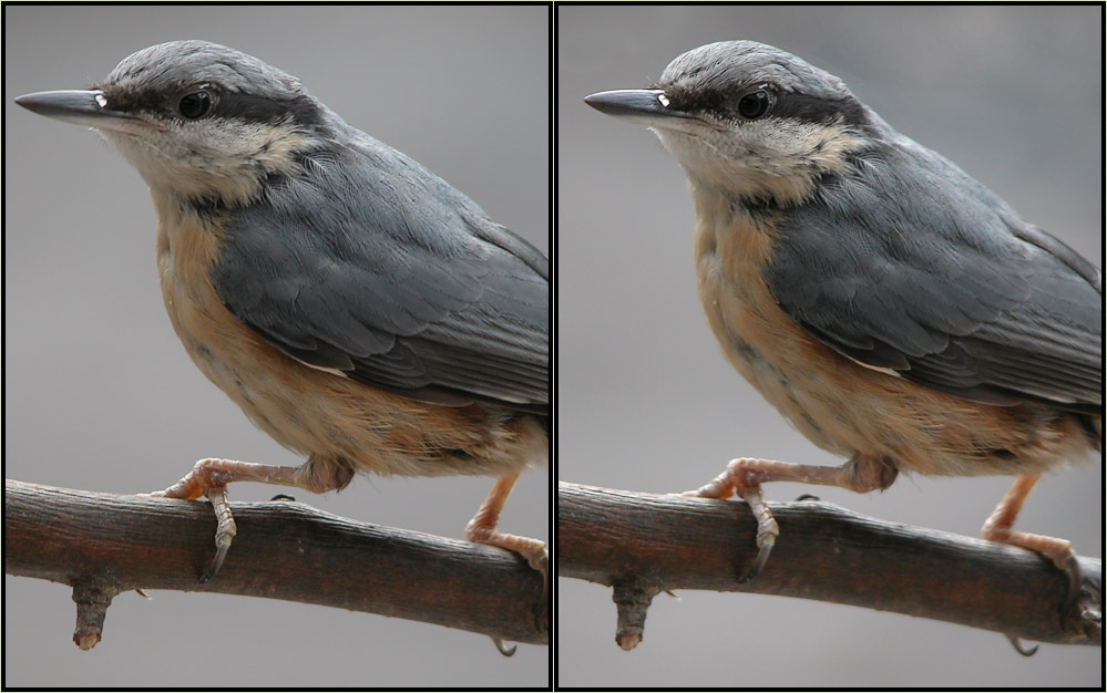 little visitor on my balcony - 3D (stereoscopic)