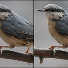 little visitor on my balcony - 3D (stereoscopic)