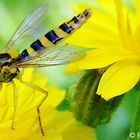 Little wasp on yellow flower ...