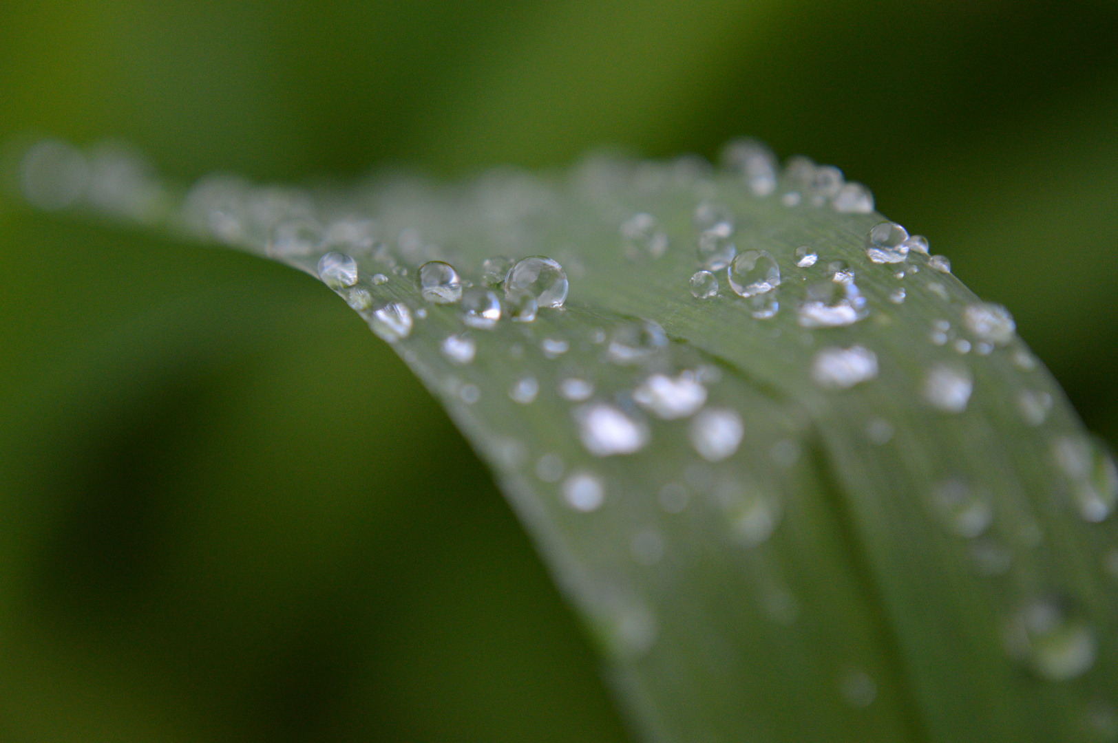 little waterdrops