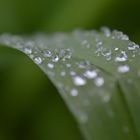 little waterdrops