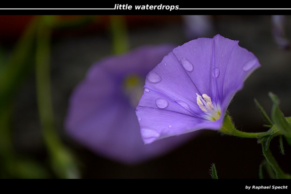 little waterdrops