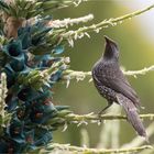 Little Wattlebird