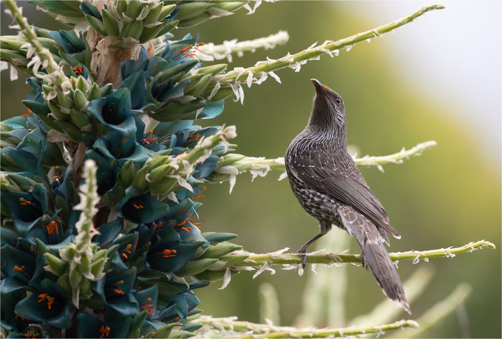 Little Wattlebird