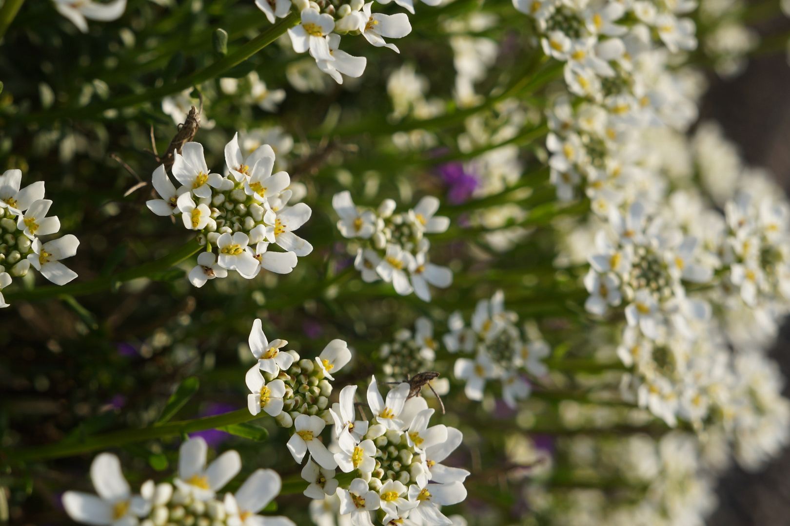 Little white flower!