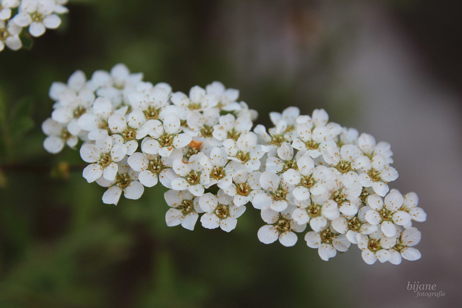 little white flowers