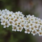 little white flowers