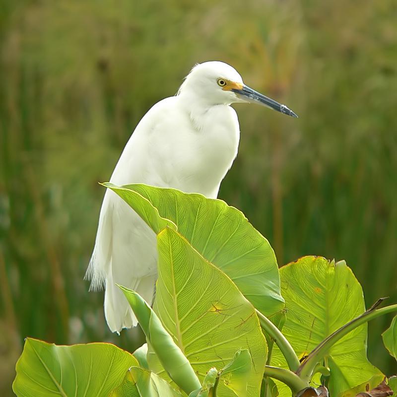 Little white Heron