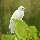 Little white Heron