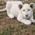 Little white lion