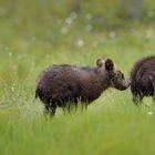 little wild brown bear racing