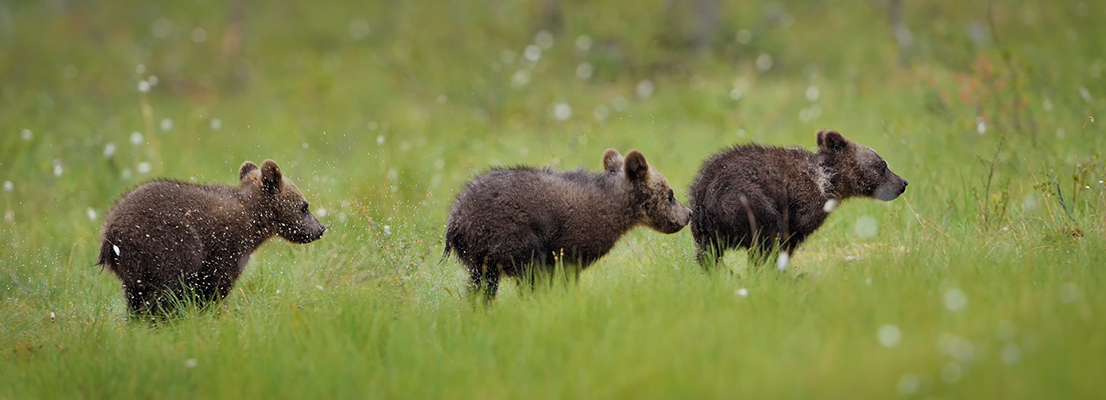 little wild brown bear racing