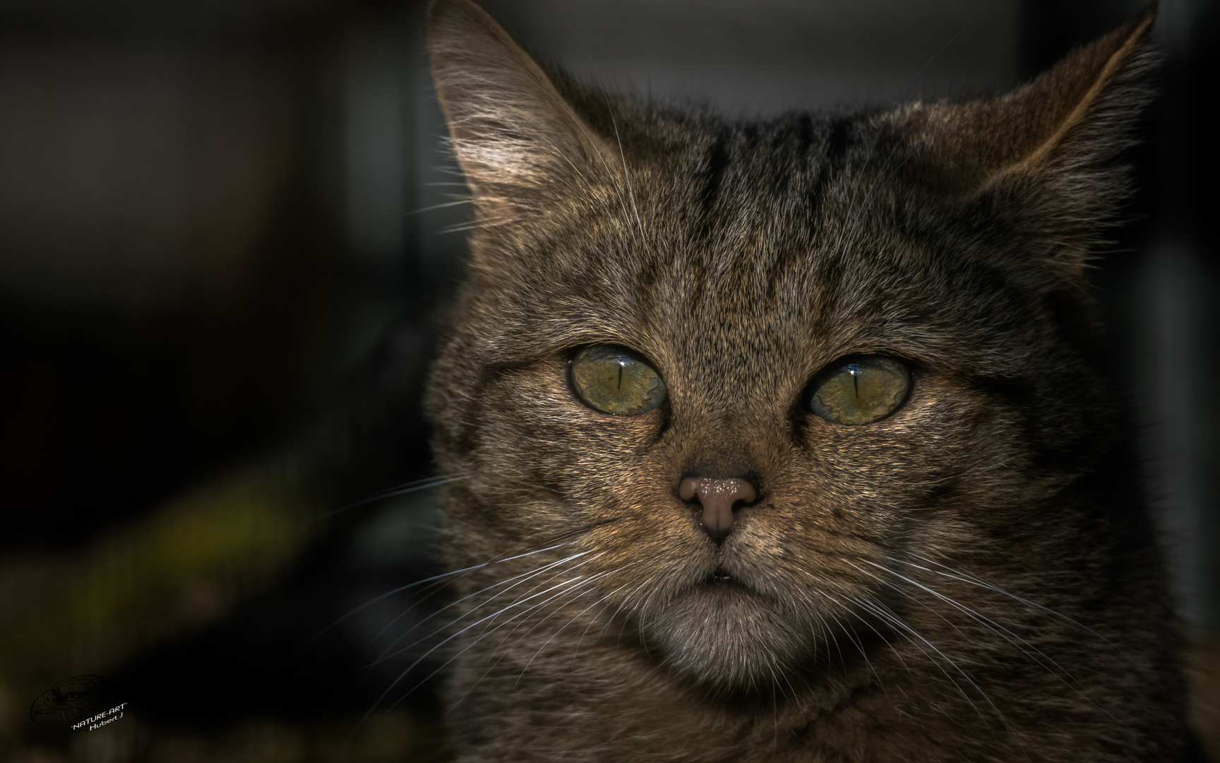 Little Wildcat Foto & Bild nature, natur, animaux Bilder auf