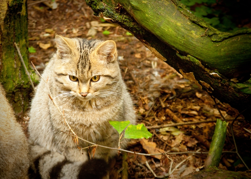 Little Wildcat