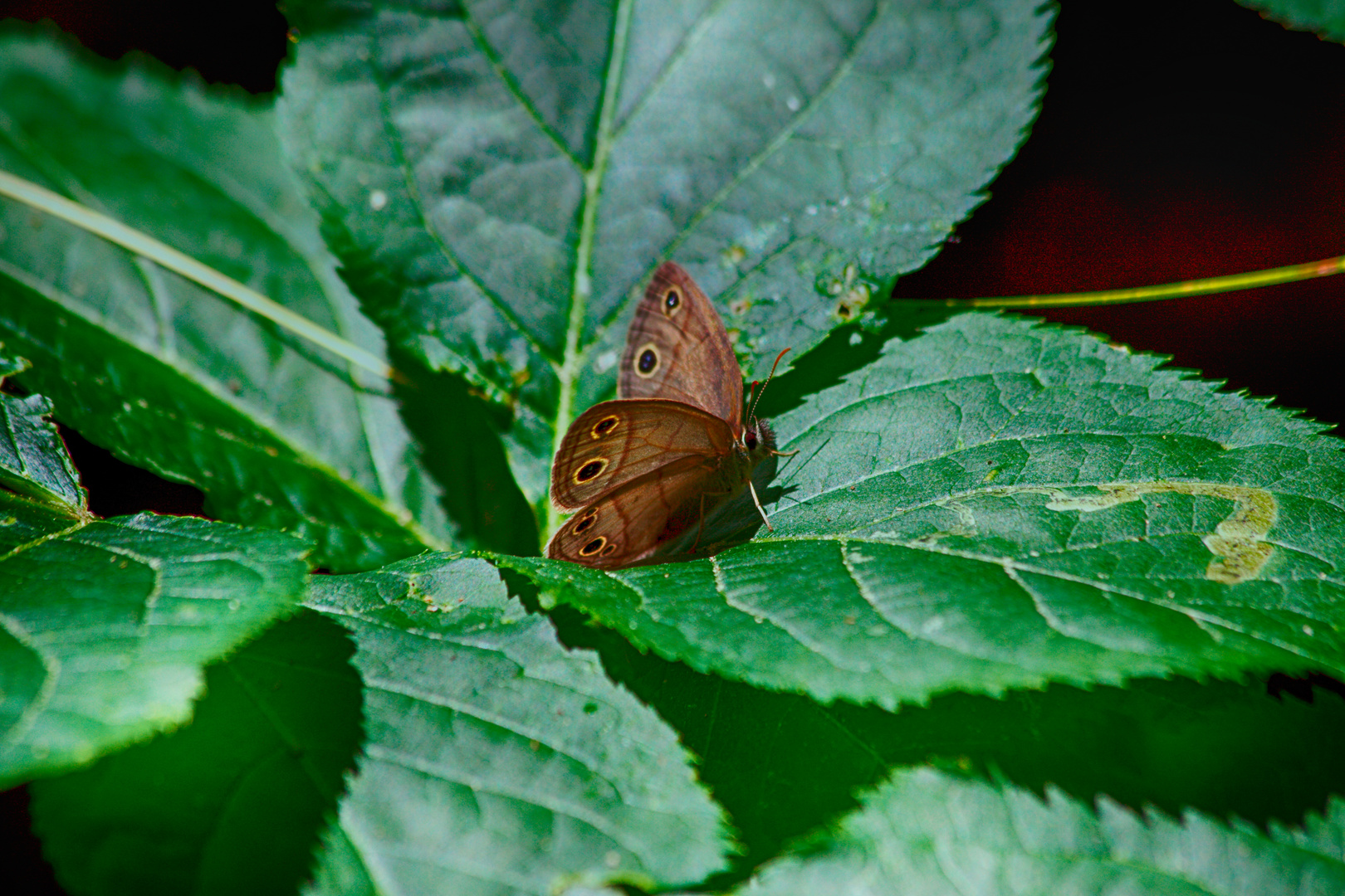  Little Wood Satyr (Megisto cymela)_