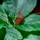  Little Wood Satyr (Megisto cymela)_