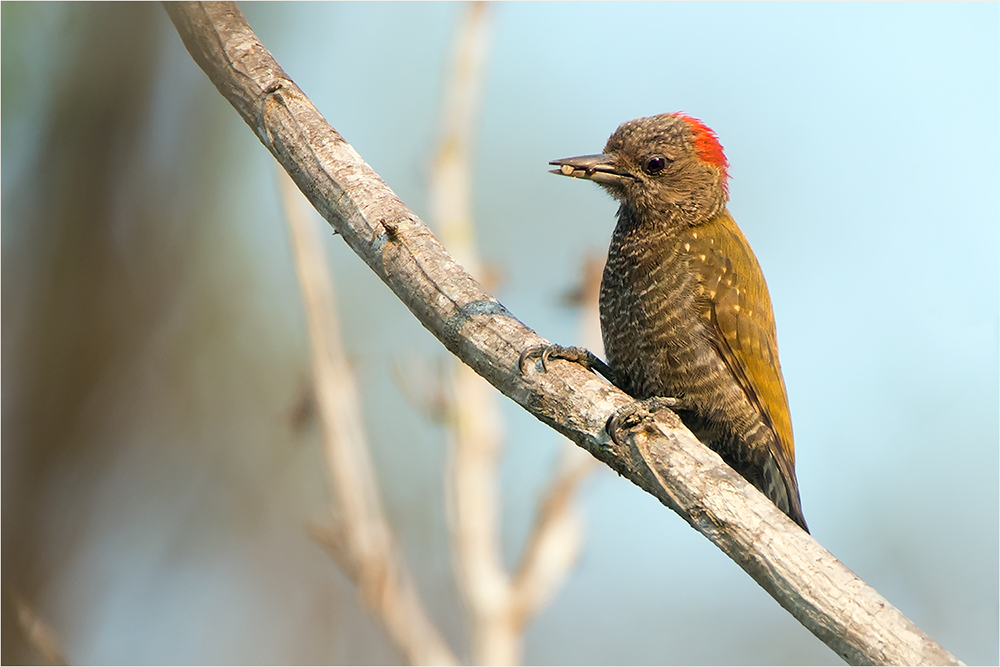 Little-Woodpecker