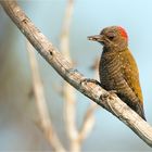 Little-Woodpecker