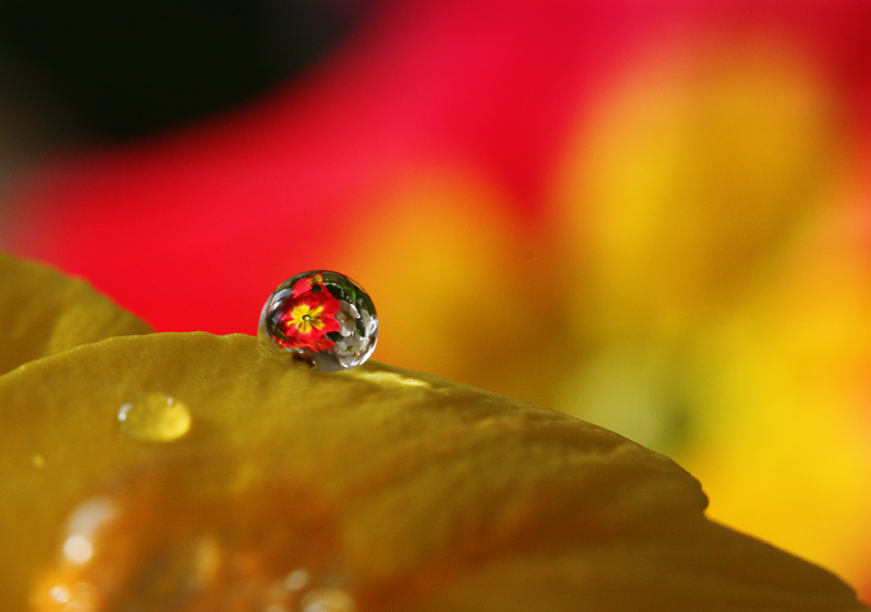 little world in one drop (2)