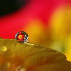 little world in one drop (2)