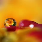 little world in one drop (3)