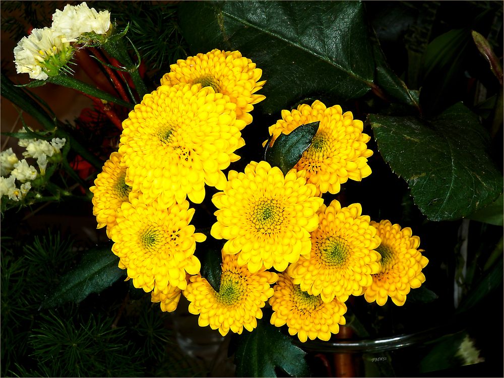 little-yellow-balls-foto-bild-pflanzen-pilze-flechten-bl-ten