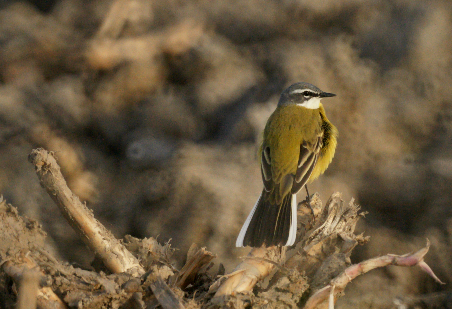 Little Yellow Bird