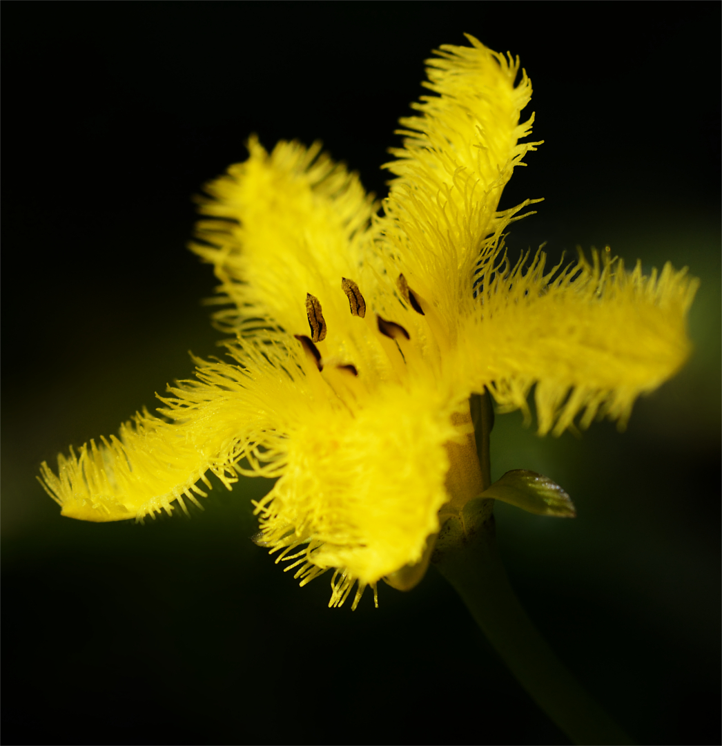 Little yellow flower