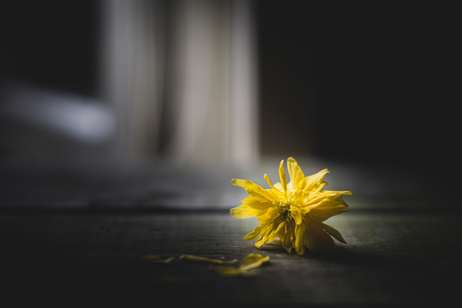 little yellow flower