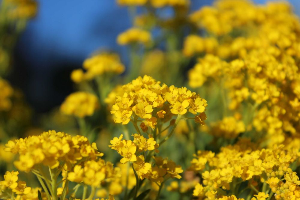 little yellow flowers