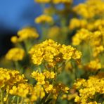 little yellow flowers