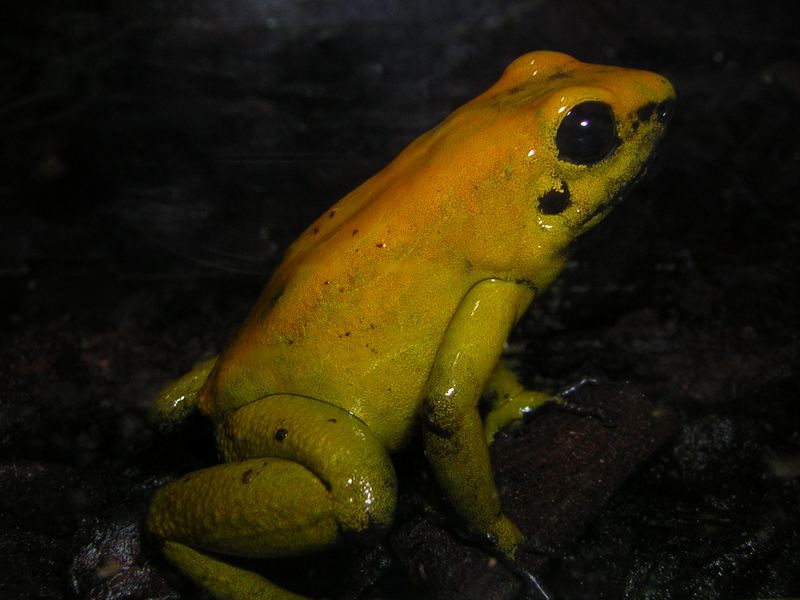 little yellow frog