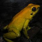 little yellow frog