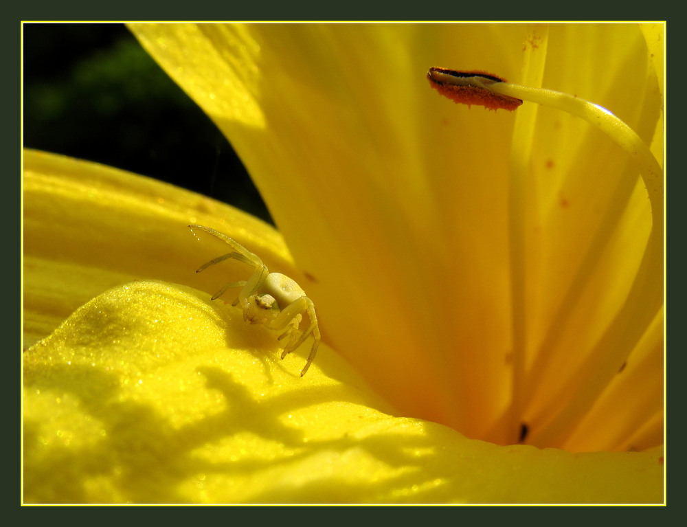 Little Yellow Spider