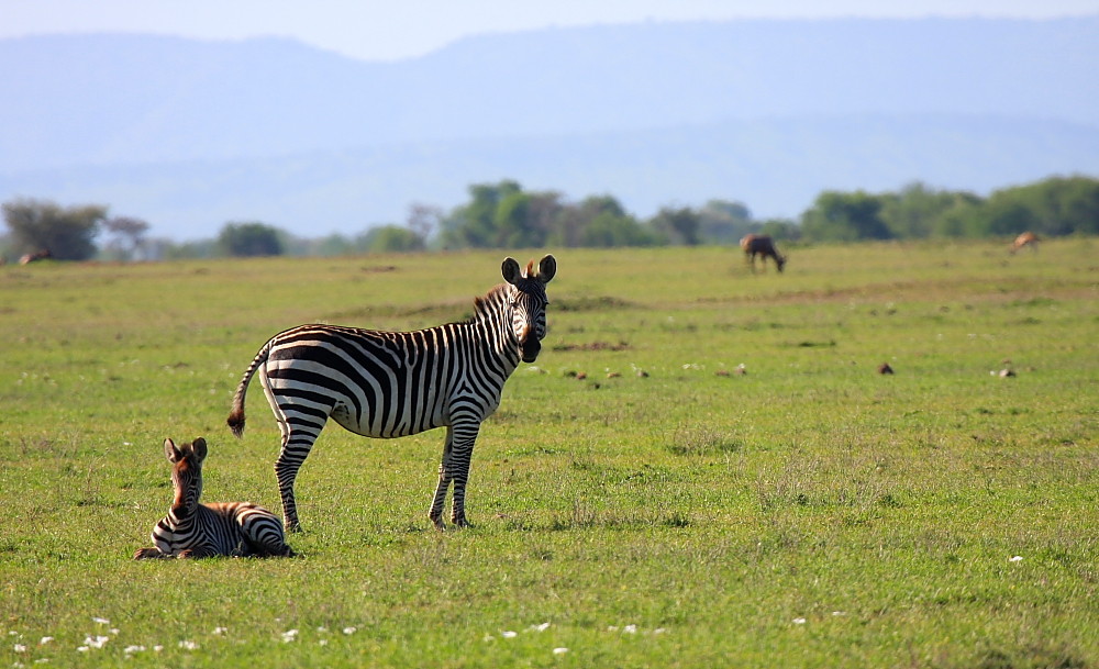 Little zebra and his Mom.